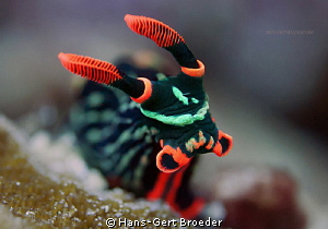 Nembrotha Nudibranch 
 Bunaken,Sulawesi,Indonesia, 
Nik... by Hans-Gert Broeder 